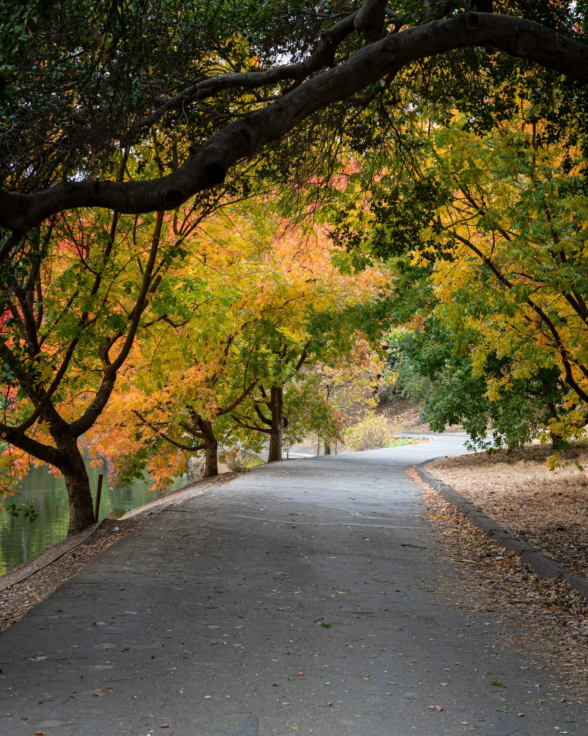 Fall colors at UC Davis Arboretum along pedestrian path